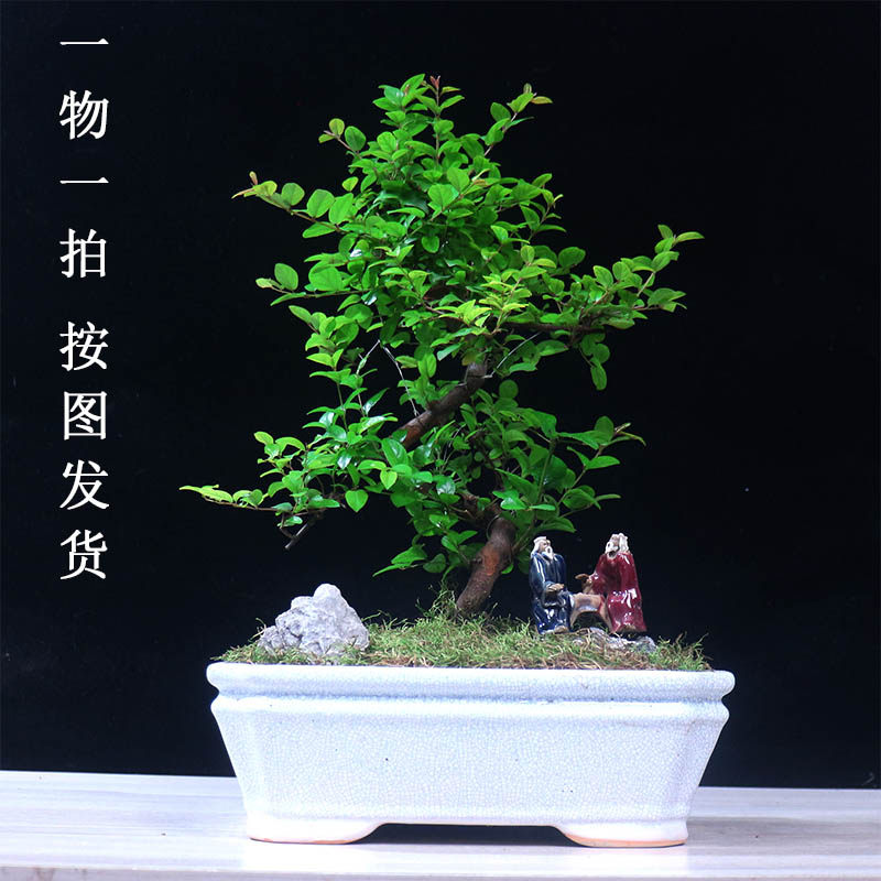 小叶雀梅盆景绿植茶桌盆栽老桩造型植物庭院室内客厅办公室桌面,鲜花速递/花卉仿真/绿植园艺,造型盆景,淘宝优惠券,粉丝福利购,淘宝优惠卷