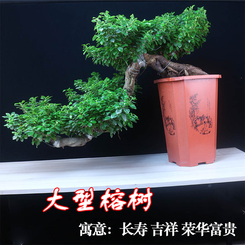 四季常青悬崖榕树客厅盆栽