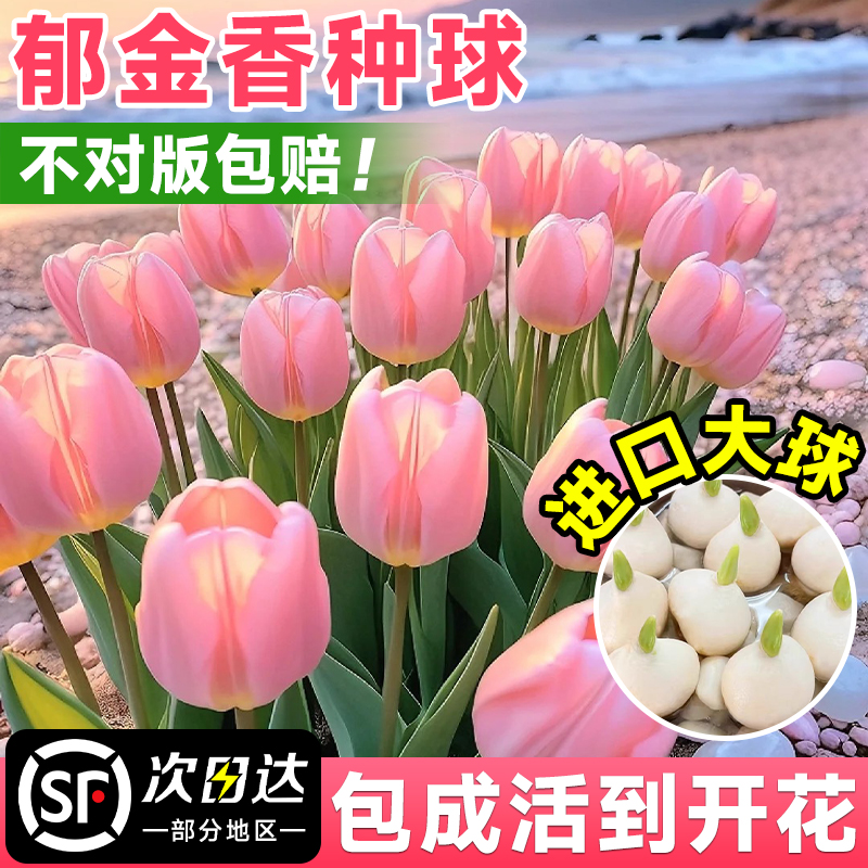 郁金香种球成品苗进口花苗带花苞郁净香室内外水培土培花卉鲜花苗