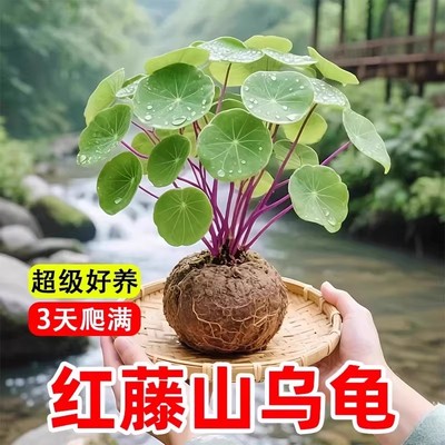 红藤山乌龟爬藤植物种球金不换室内好养活水培植物盆栽多肉绿植