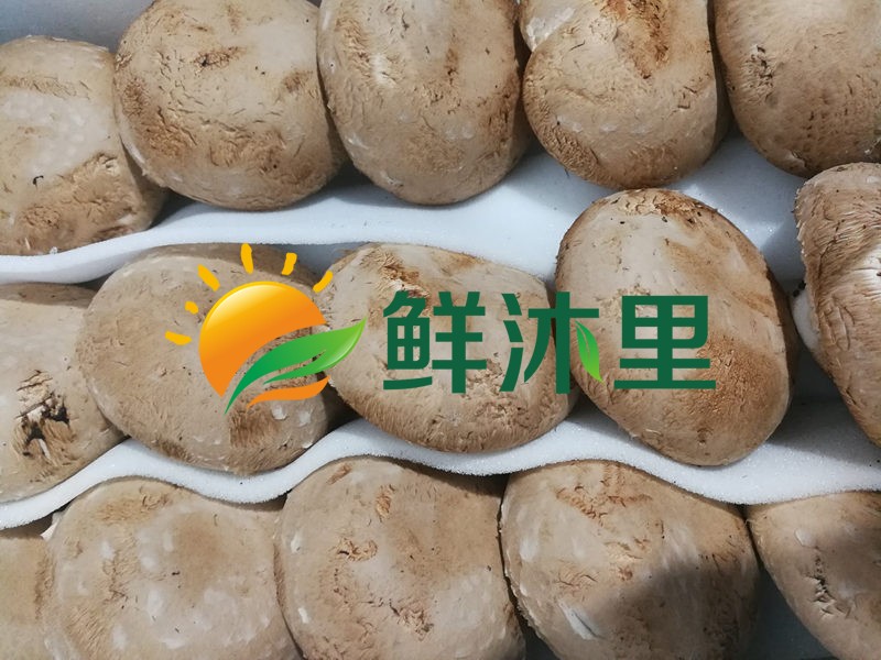 新鲜褐菇牛排菇500g波多黎各菌 直径7-10cm江浙沪2斤包邮 水产肉类/新鲜蔬果/熟食 新鲜松茸/菌菇 原图主图