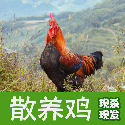 【散养10个月】太行山跑山公鸡 散养柴公鸡 （3—3.5斤左右）现杀
