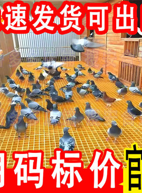 鸽舍鸡鸭鹅狗笼玻璃钢格栅漏粪板