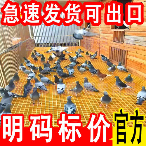 鸽舍鸡鸭鹅狗笼玻璃钢格栅漏粪板
