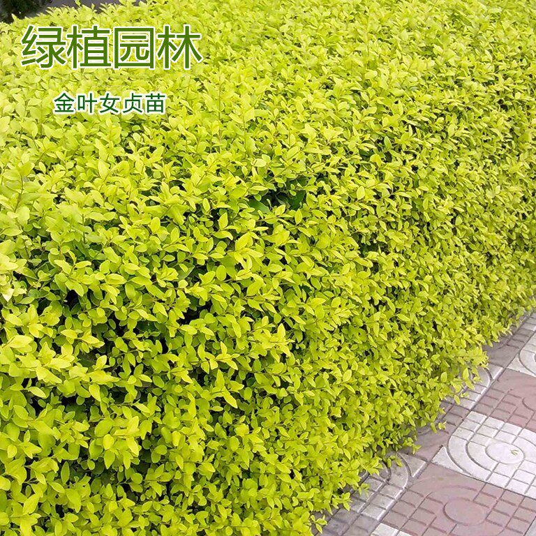 绿化金叶女贞庭院四季常青绿化