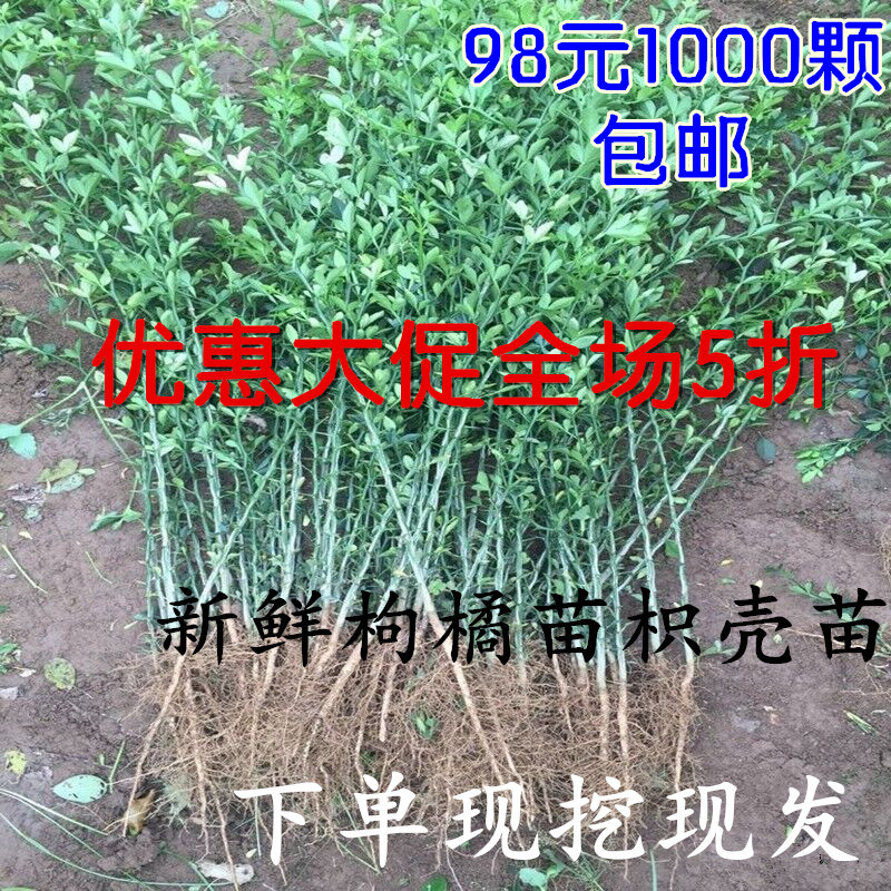 枸橘苗枳壳带刺树苗篱笆植物