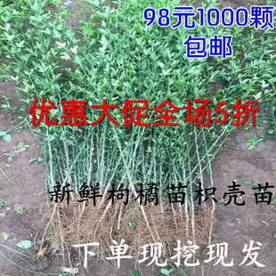 枸橘苗枳壳苗绿篱带刺树苗篱笆栅栏铁篱寨枳实苗嫁接砧木护院植物