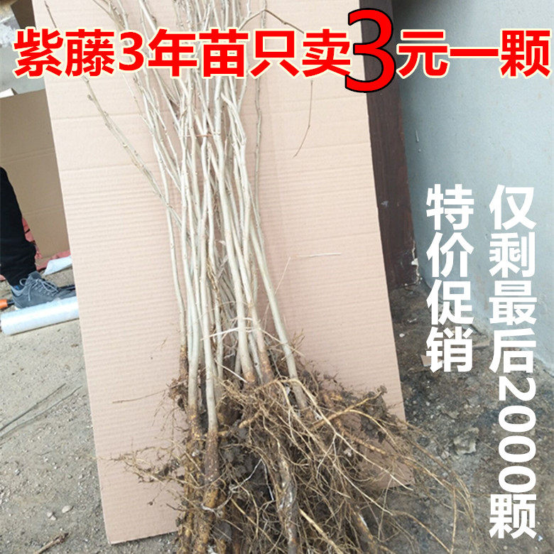 庭院围墙攀援易成活紫藤树苗包邮