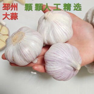 【精品】新干蒜头邳州净蒜大蒜头紫白皮特大果网兜条装批发新鲜