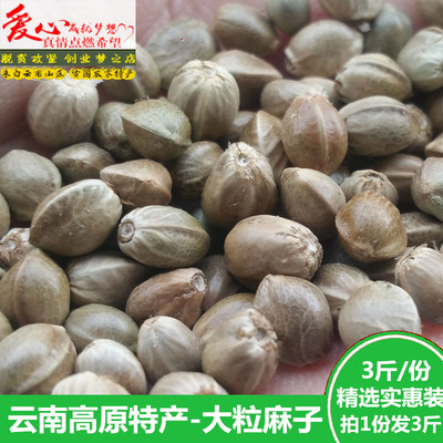 新货麻子大粒生新鲜火麻子麻籽人食用原味非五香甘肃特产零食包邮