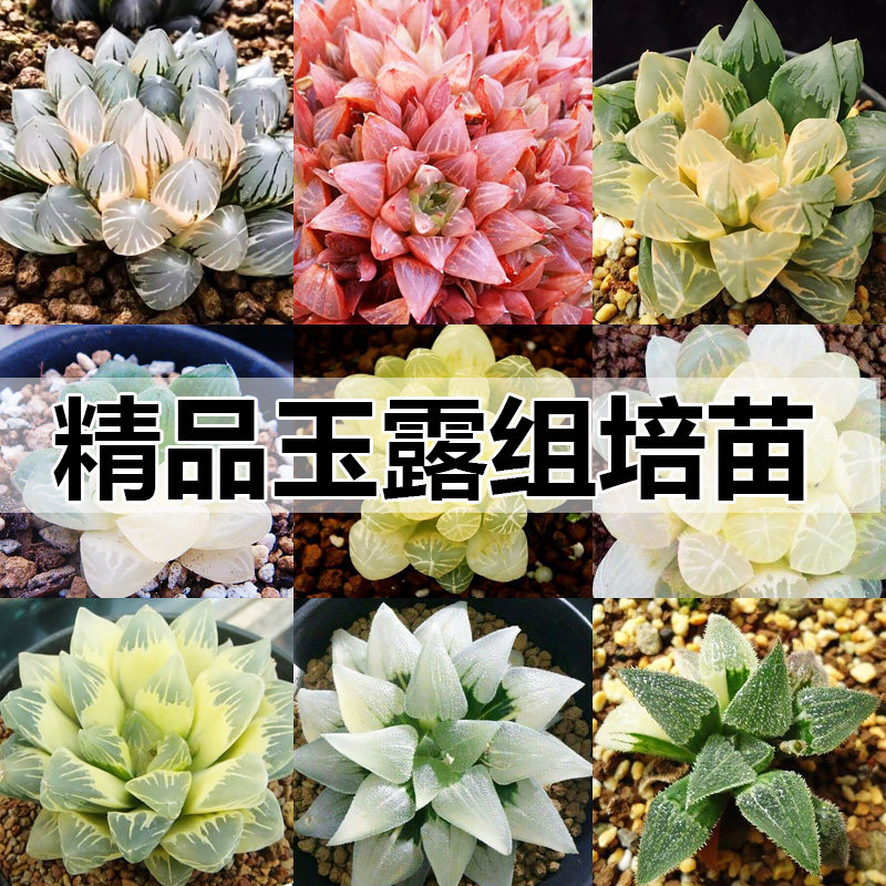 丸贝十二卷玉露多肉植物姬玉露巨大赤线蓝镜潘氏冰灯玉露毛玉露 丸贝旗舰店
