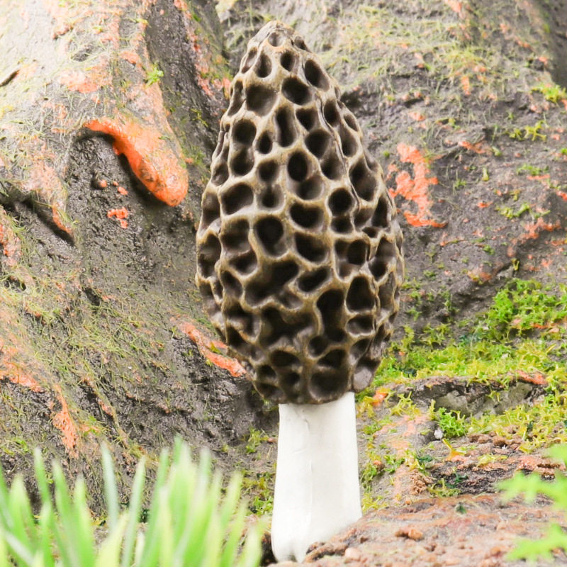 仿真假蘑菇羊肚菌野菜山菜蔬菜