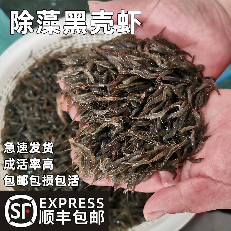 黑壳虾除藻淡水活体宠物水草虾清洁饲料工具鱼缸小草缸造景观赏虾