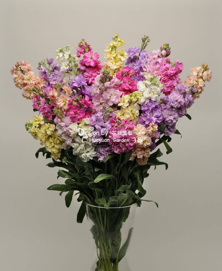 花语草堂进口重瓣紫罗兰种苗冬季耐寒浓香花园植物阳台庭院48包邮