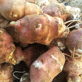 洋姜新鲜现挖当季 脆甜水果姜鬼子姜不辣生吃菊芋凉拌田野红皮洋姜