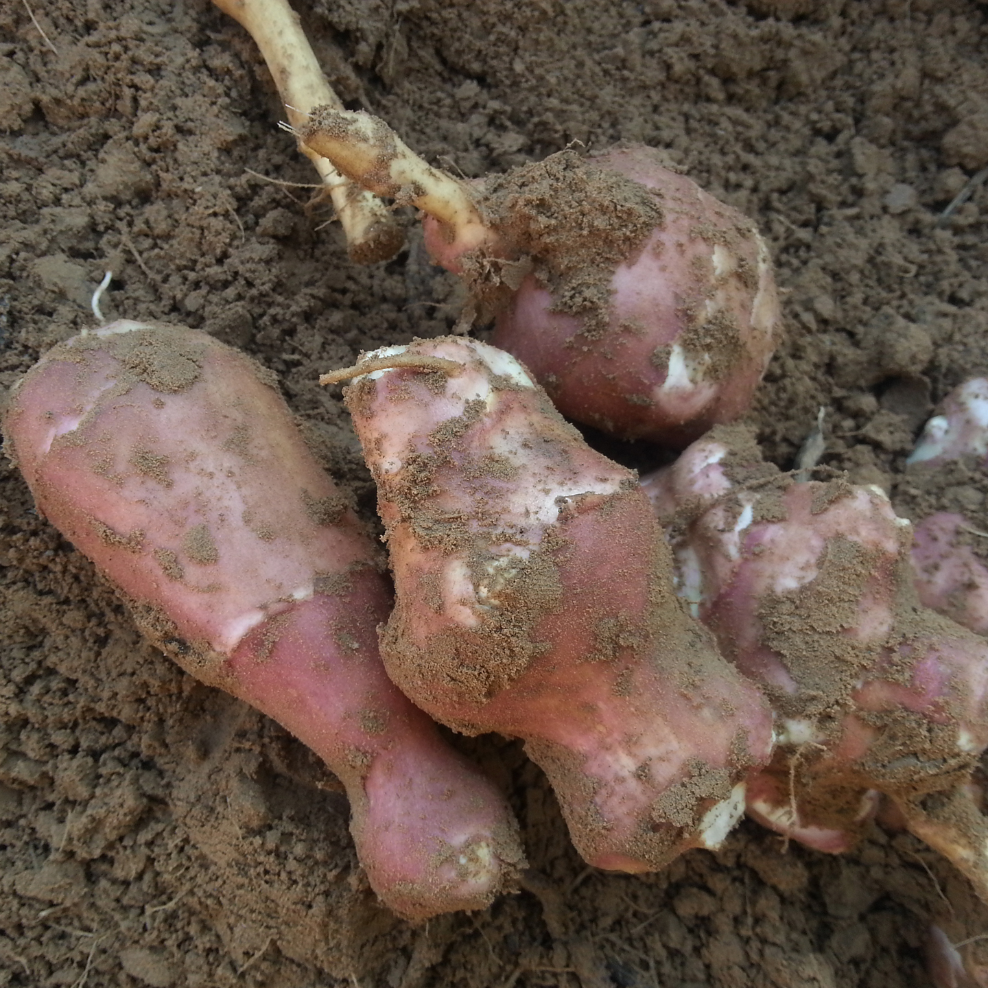 洋姜 新鲜现挖当季脆甜水果姜鬼子姜圆生吃凉拌红皮洋姜不辣菊芋