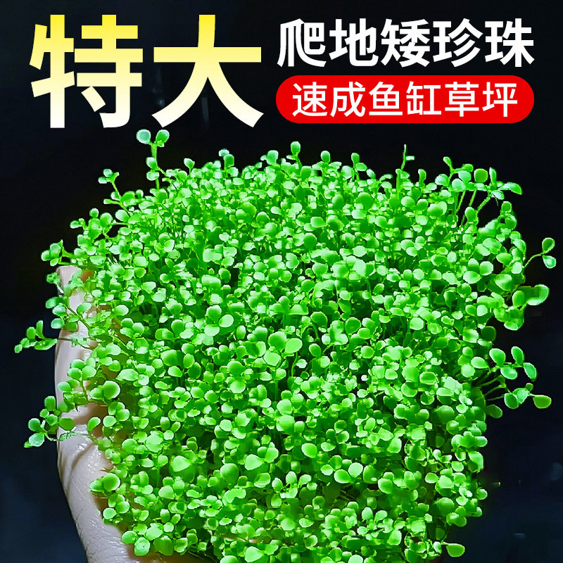 日本爬地矮珍珠鱼缸造景水草水培植物趴地珍珠草真水草草场直发