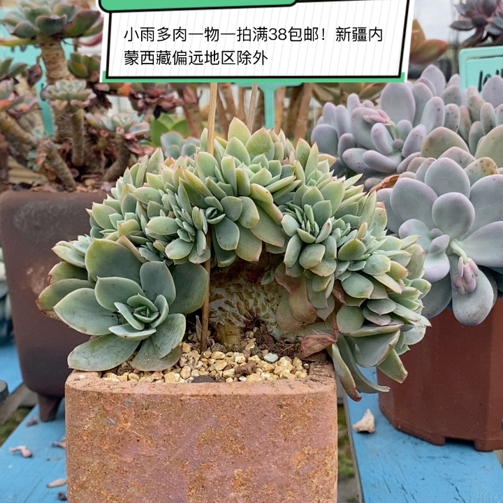 星娜塔杂丝绸面纱