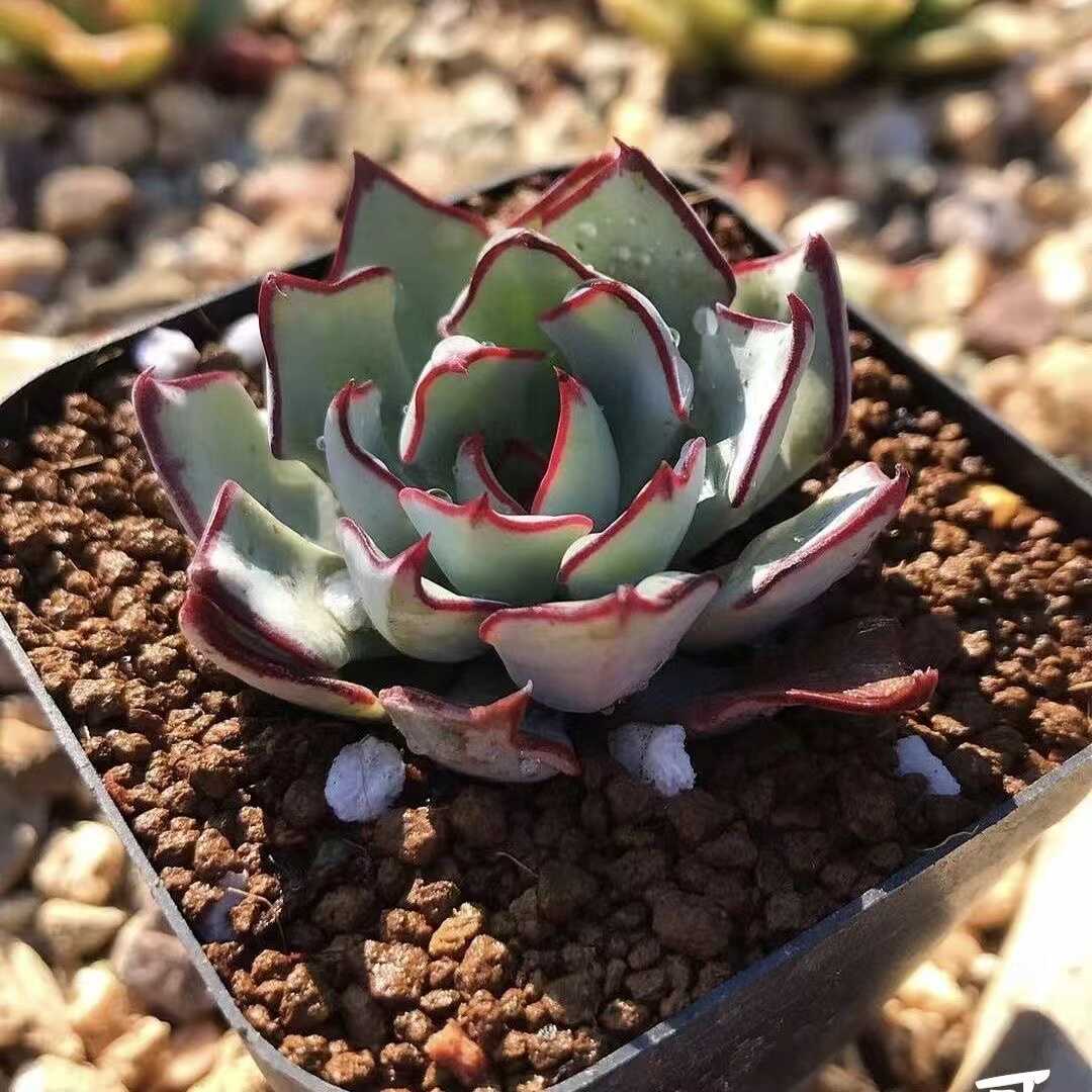 正在直播17号链接穴盘组合套餐