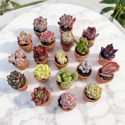 袖珍多肉植物组合套餐桌面小盆栽