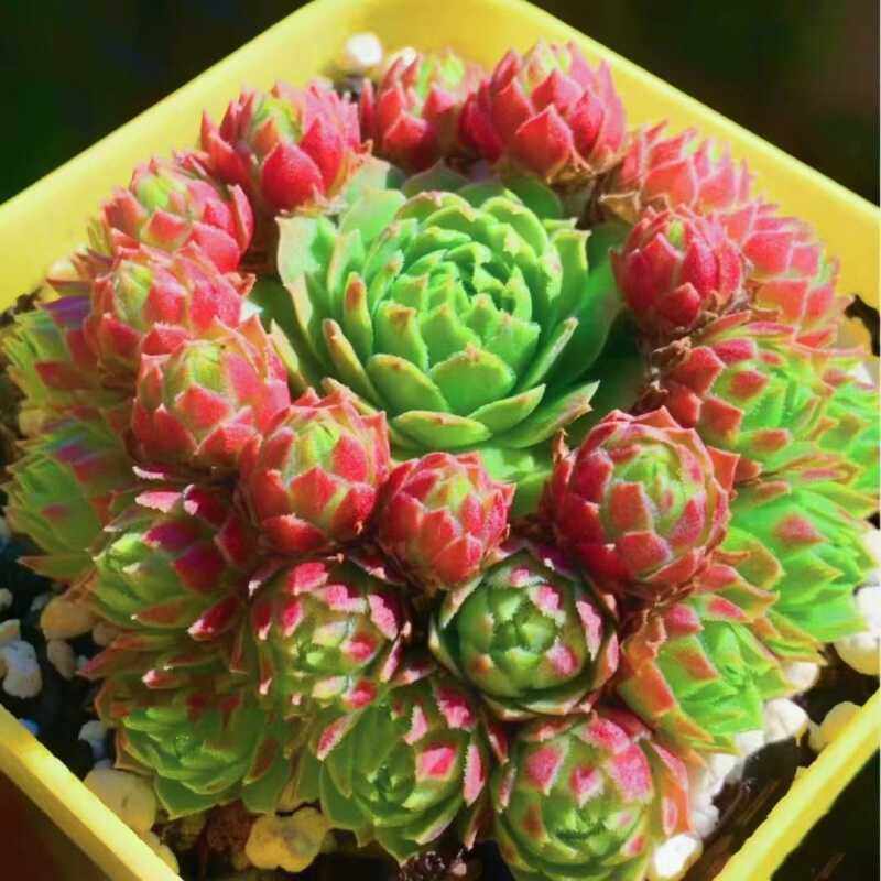 爱德华多肉植物长生草系列带崽满盆耐寒冷奇趣萌系办公室绿植肉肉