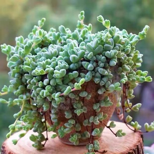 碧玉莲多肉植物开花盆栽新手好养肉肉植物室内创意花卉盆栽绿植