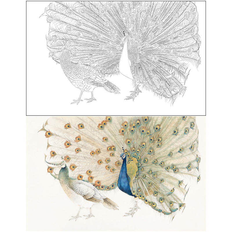 【有步骤】打印工笔画白描底稿临陈军国画花鸟《孔雀开屏》线描稿