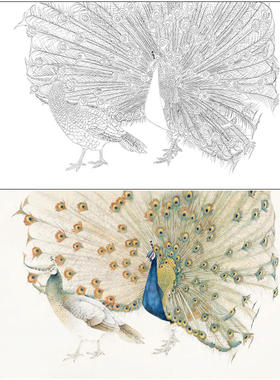 牡丹工笔画白描底稿花鸟万紫千红