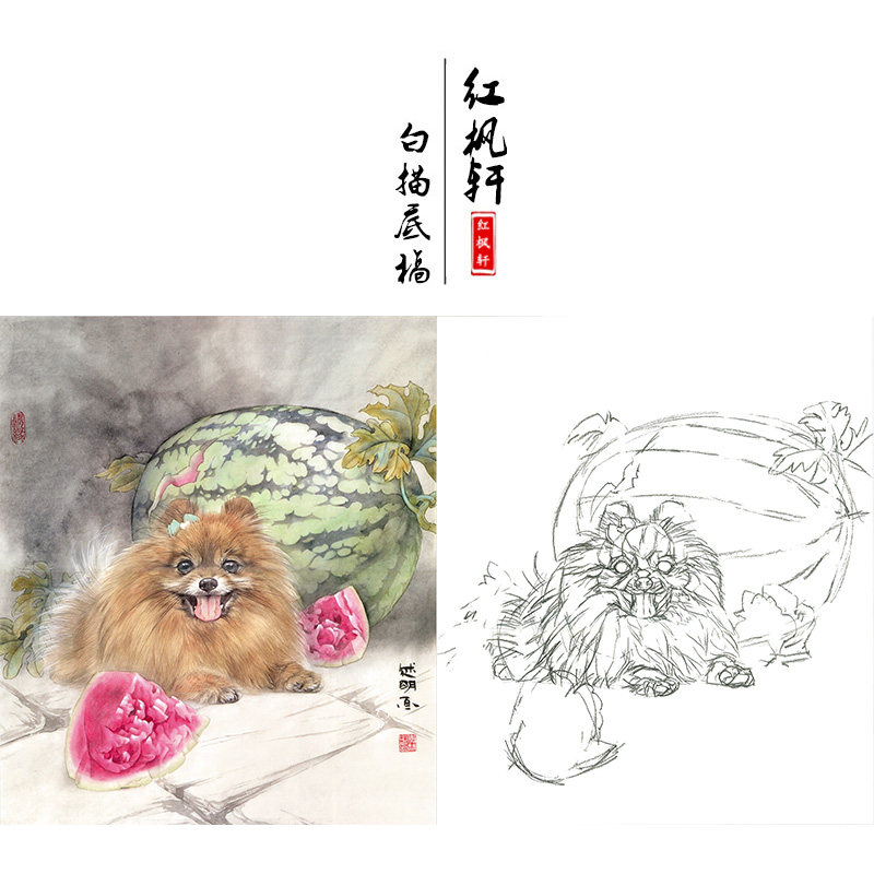 【有步骤】临摹李喆博美小动物工笔宠物狗白描底稿国画学习作业稿