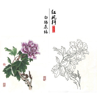 【有步骤】工笔画线描百花画谱牡丹花鸟国画初学者练习白描作业稿