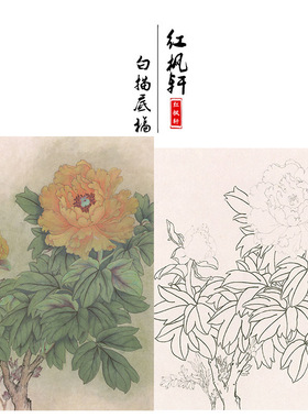 有步骤王少卿工笔画白描底稿牡丹