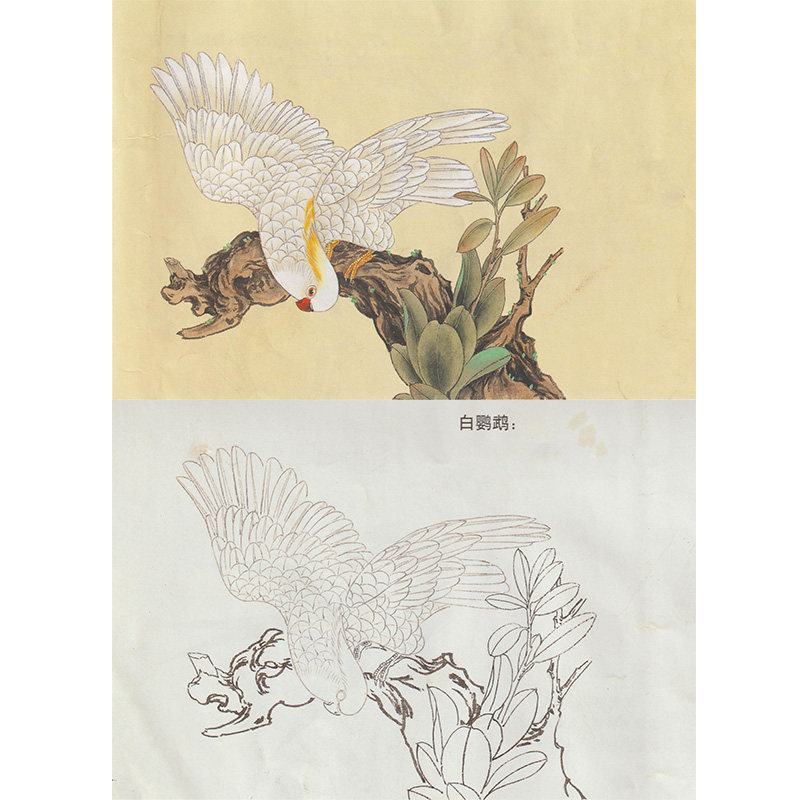 【有步骤】图参考线描稿国画初学技法工笔花鸟小品白鹦鹉白描底稿