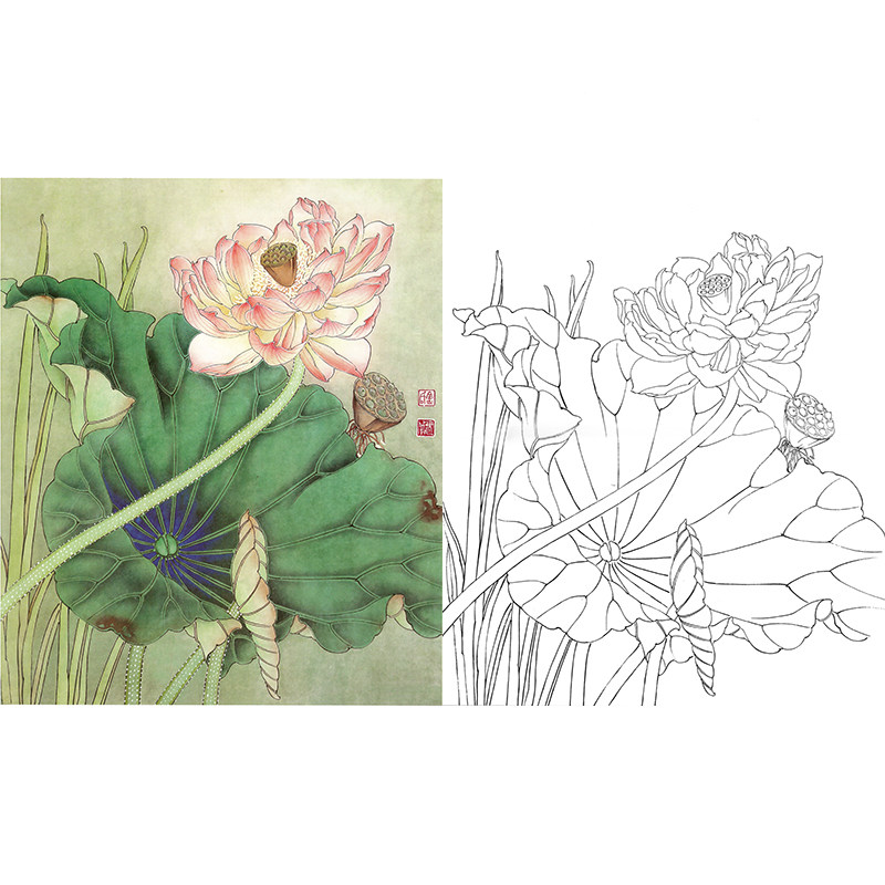 【有步骤】临金建成工笔画白描底稿画稿国画荷花小品《斜倚秋风》
