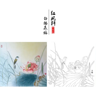 【有步骤】临杨冬冬荷花鸟国画《寒香映水》工笔画白描底稿练习稿