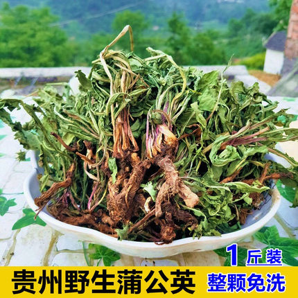 蒲公英茶新鲜纯野生婆婆丁天然正品特级养生茶根干草浦公英中药材