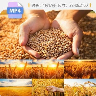 高清农业乡村丰收小麦水稻麦田作物粮食航拍中国田野视频素材