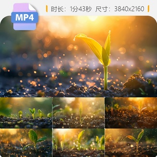 高清种子破土发芽幼苗生长动画植物破土而出的大自然奇迹视频素材