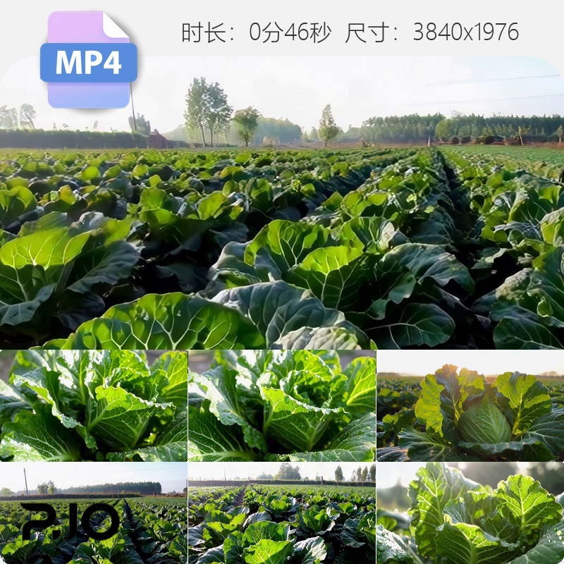高清东北白菜大秋收丰产地种植特写田野农产品升格4K视频素材