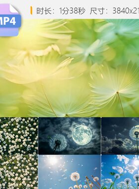 高清蒲公英唯美夏天月亮下小清新特写风治愈空镜种子飞舞视频素材