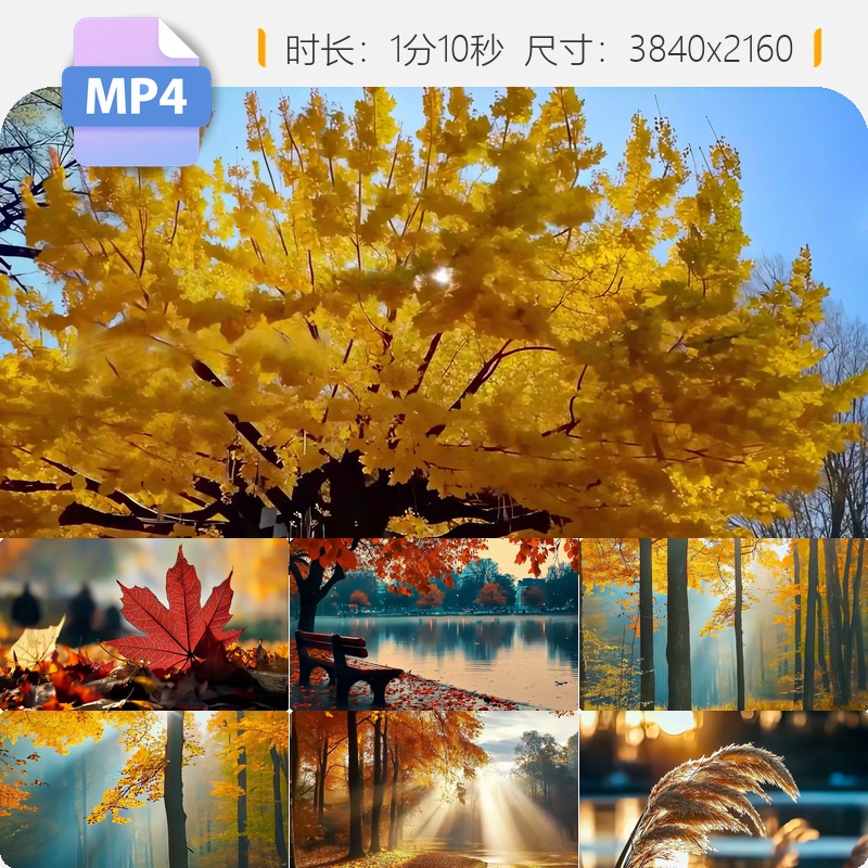 高清金秋枫叶银杏唯美空镜大自然风景深秋阳光航拍红树林视频素材