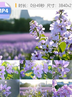 高清丁香花实拍哈尔滨市花盛放紫色朵瓣细腻枝叶芳团锦簇视频素材