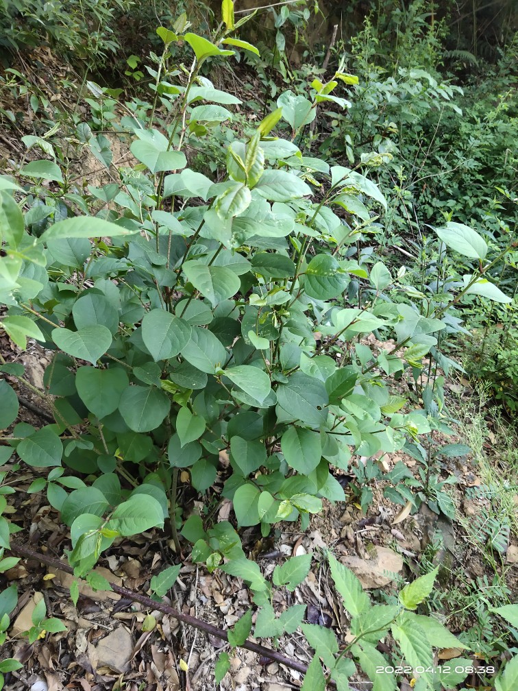 虎杖蓼科虎杖属多年生草本植物.