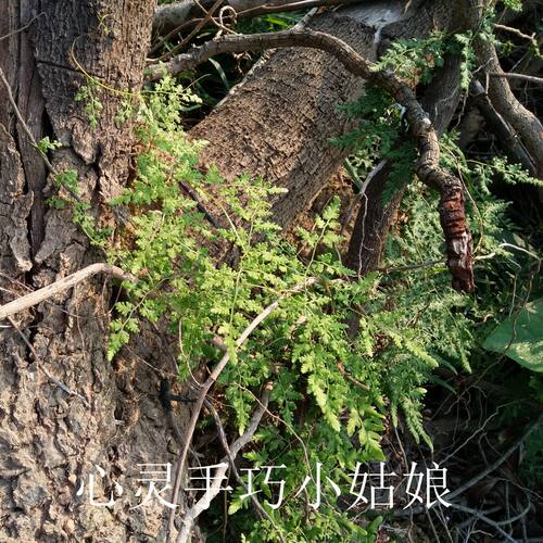 藤土培海金沙不易活建议多买