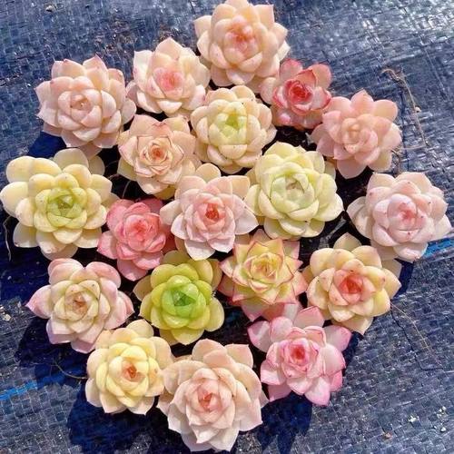 精控麦秆女王多肉植物