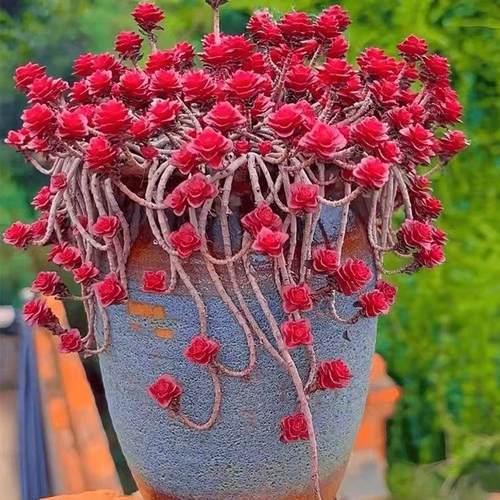 小球玫瑰群生老桩好养