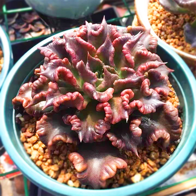 新品稀罕多肉植物黑饺子皮