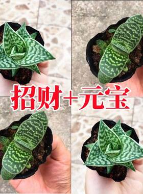 招财进宝元宝姬千代多肉植物