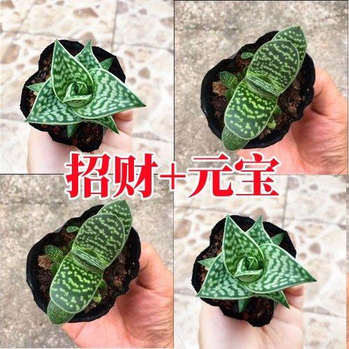 招财进宝元宝姬千代多肉植物