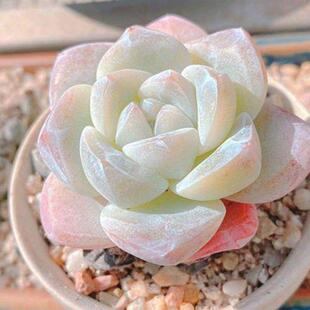 精品多肉植物冰玉办公室内网红花卉盆栽一物一拍控养防辐射好养活