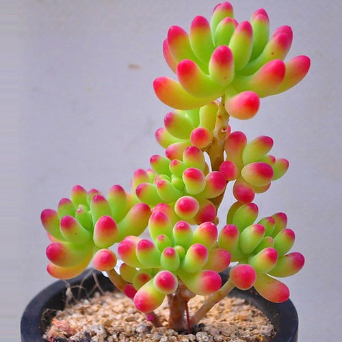 超萌多肉植物乙女心老桩多头好养